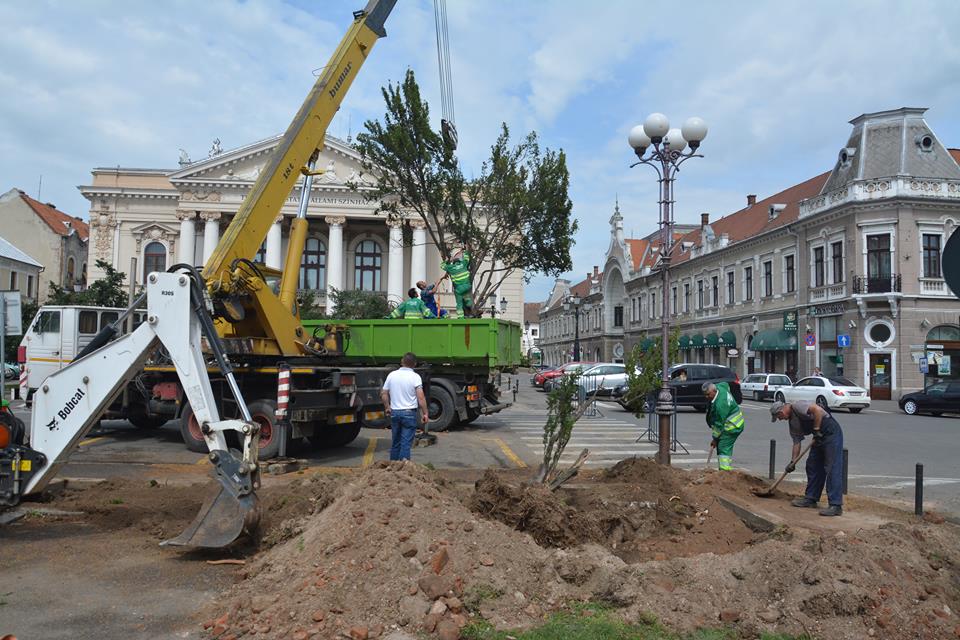 Költöztetik a tiszafákat a nagyváradi színház elől