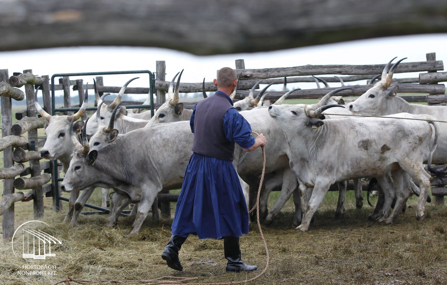 A gulyások és a magyar szürkemarha ünnepe lesz e hétvégén a Hortobágyon
