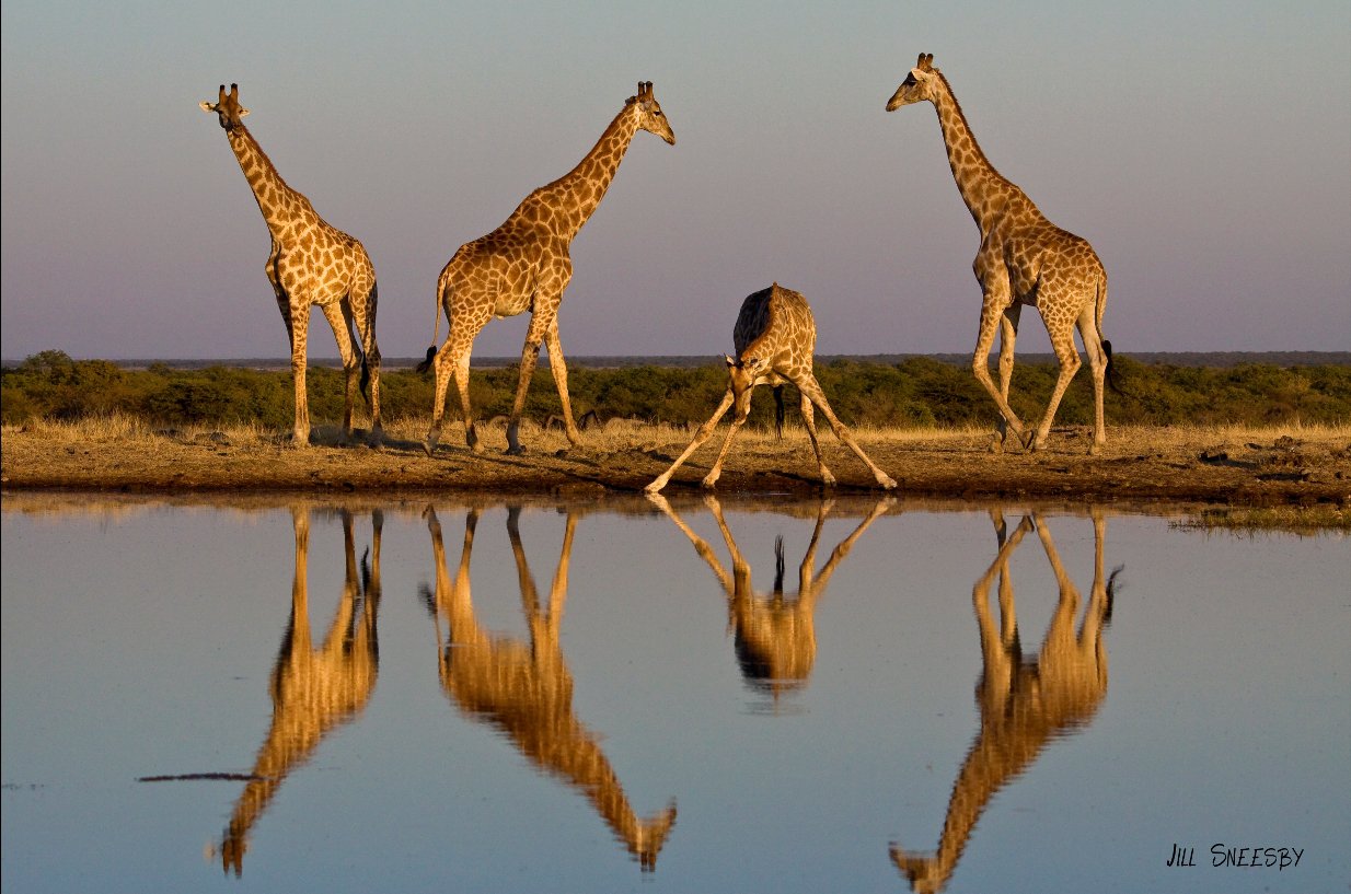 A mesebeli Afrika elevenedik meg az Euro Foto Art Galéria legújabb kiállításán