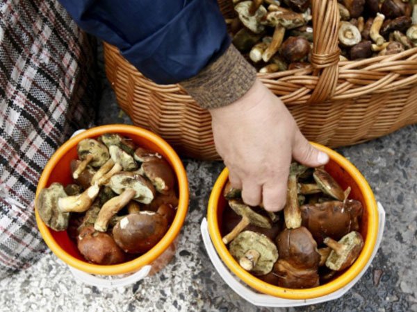 Óvakodjunk az alkalmi árusok kínálta gombáktól!