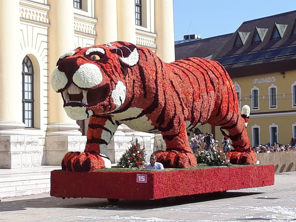 Óriás tigris a Nagytemplom előtt - vidám, tarka virágkocsik Debrecenben