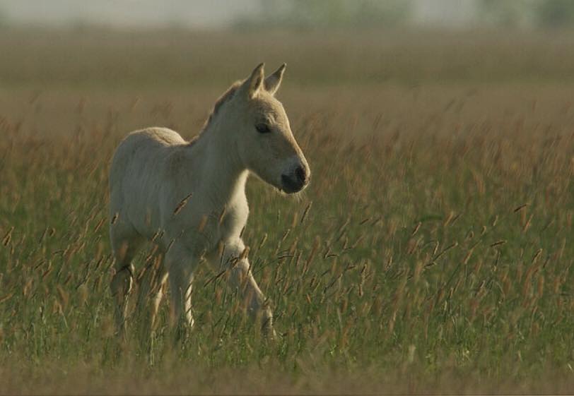 Elkészült a Vadlovak ? Hortobágyi mese első teasere