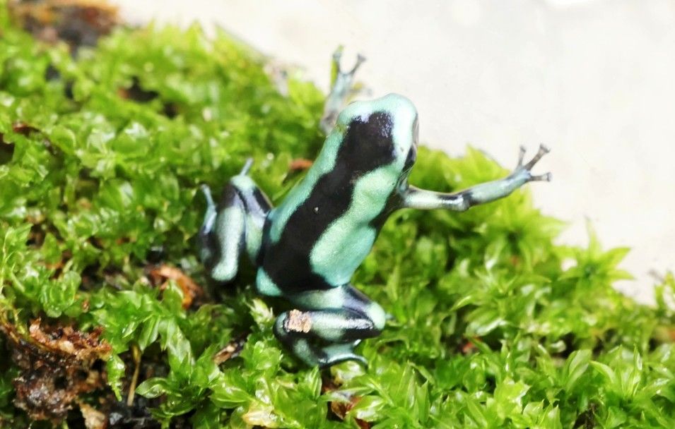 Aranyos nyílméregbékák fejlődnek a Debreceni Állatkertben