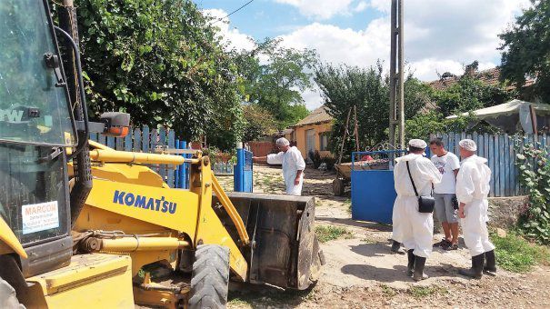 Bihar megyében 28 sertéspestis-gócot regisztráltak eddig