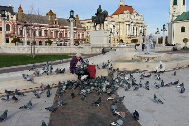 Döntöttek: Várad közterületein tilos a kóbor állatok és a galambok etetése