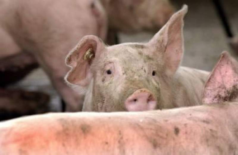 Afrikai sertéspestis: Bihar és Szatmár megyében nem jelentek meg újabb fertőző gócok
