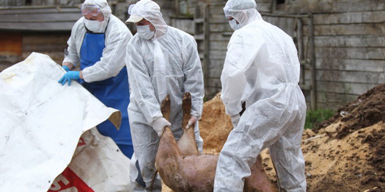Újabb sertéspestis-gyanús eset Bihar megyében