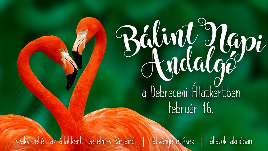 Bálint napi andalgó a Debreceni Állatkertben!