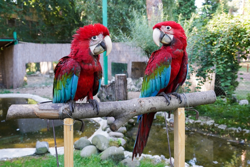 Újra zöldszárnyú arákkal gyarapodott a Debreceni Állatkert és Vidámpark