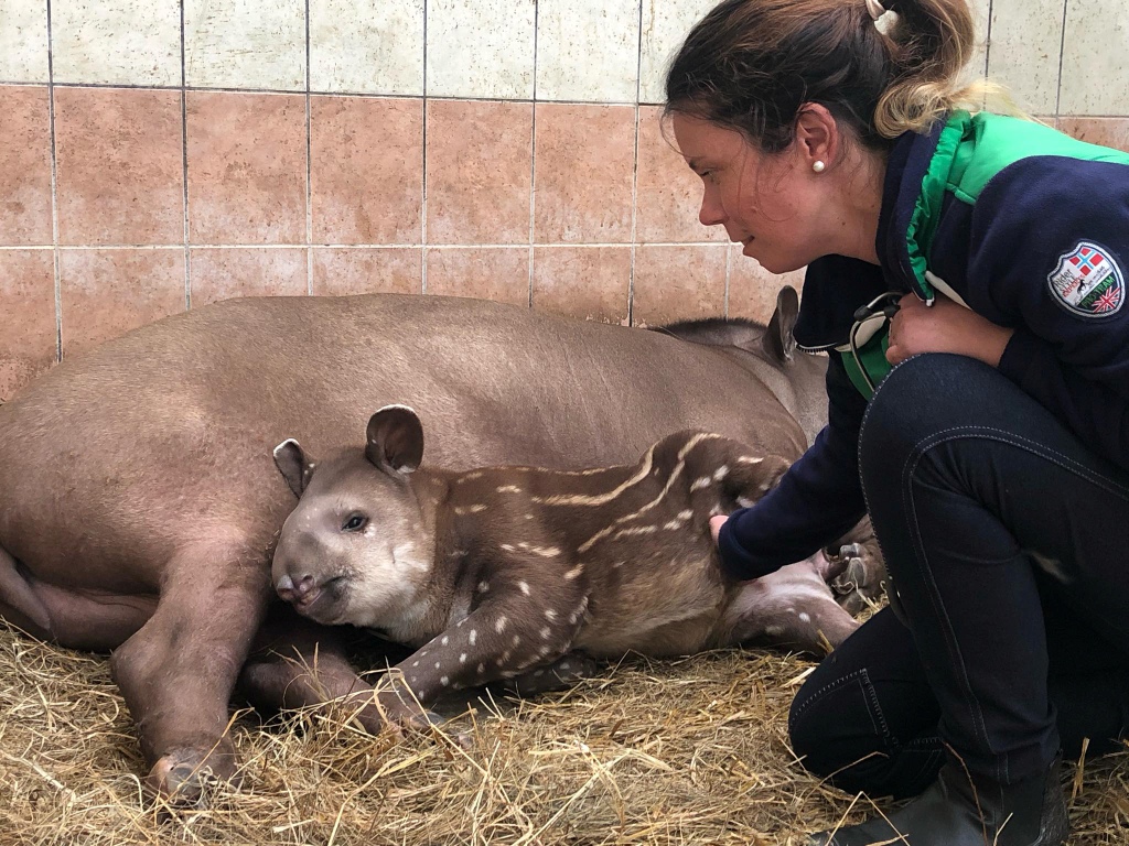 Újabb rangos szakmai szervezet választotta tagjává a Debreceni Állatkertet