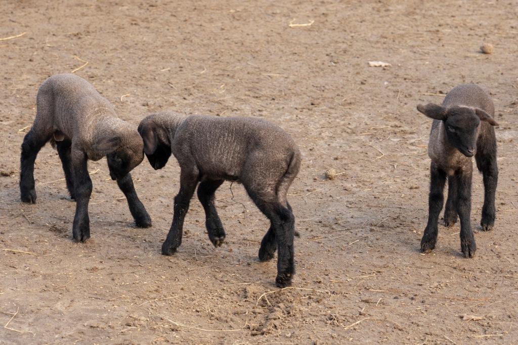 Itt a tavasz - kisbárányok születtek a Debreceni Állatkertben