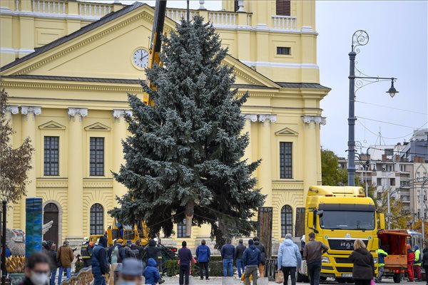 Felállították Debrecen karácsonyfáját