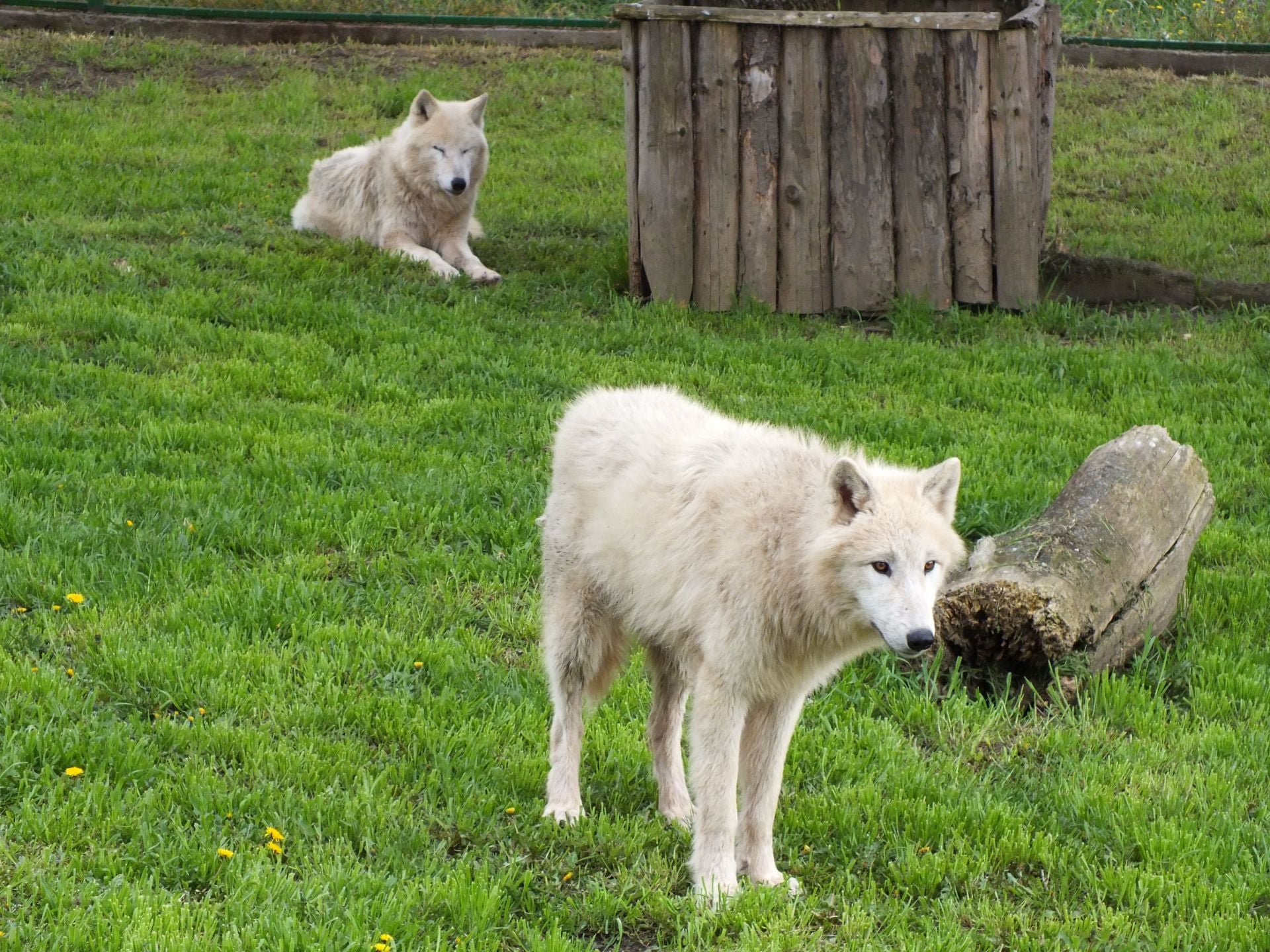 Új állatokkal gazdagodott a nagyváradi zoo