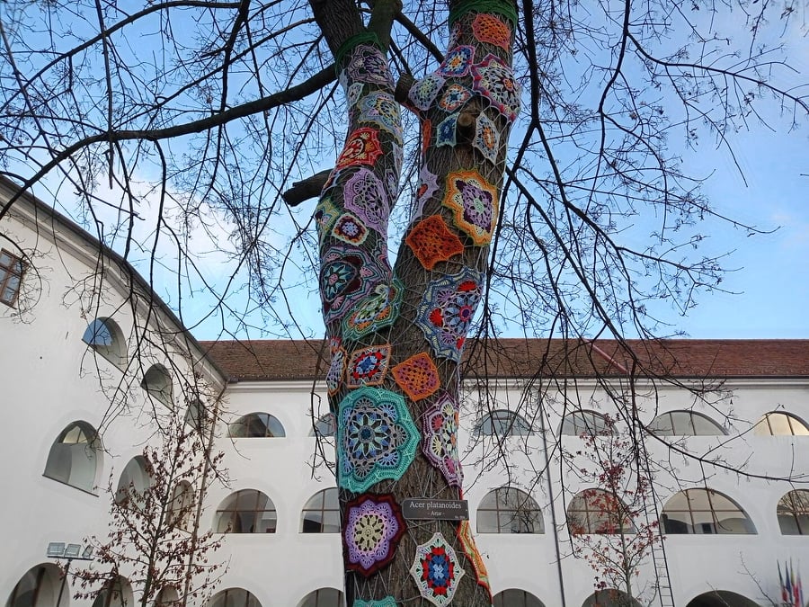 Körbehorgoltak egy fát a nagyváradi várban
