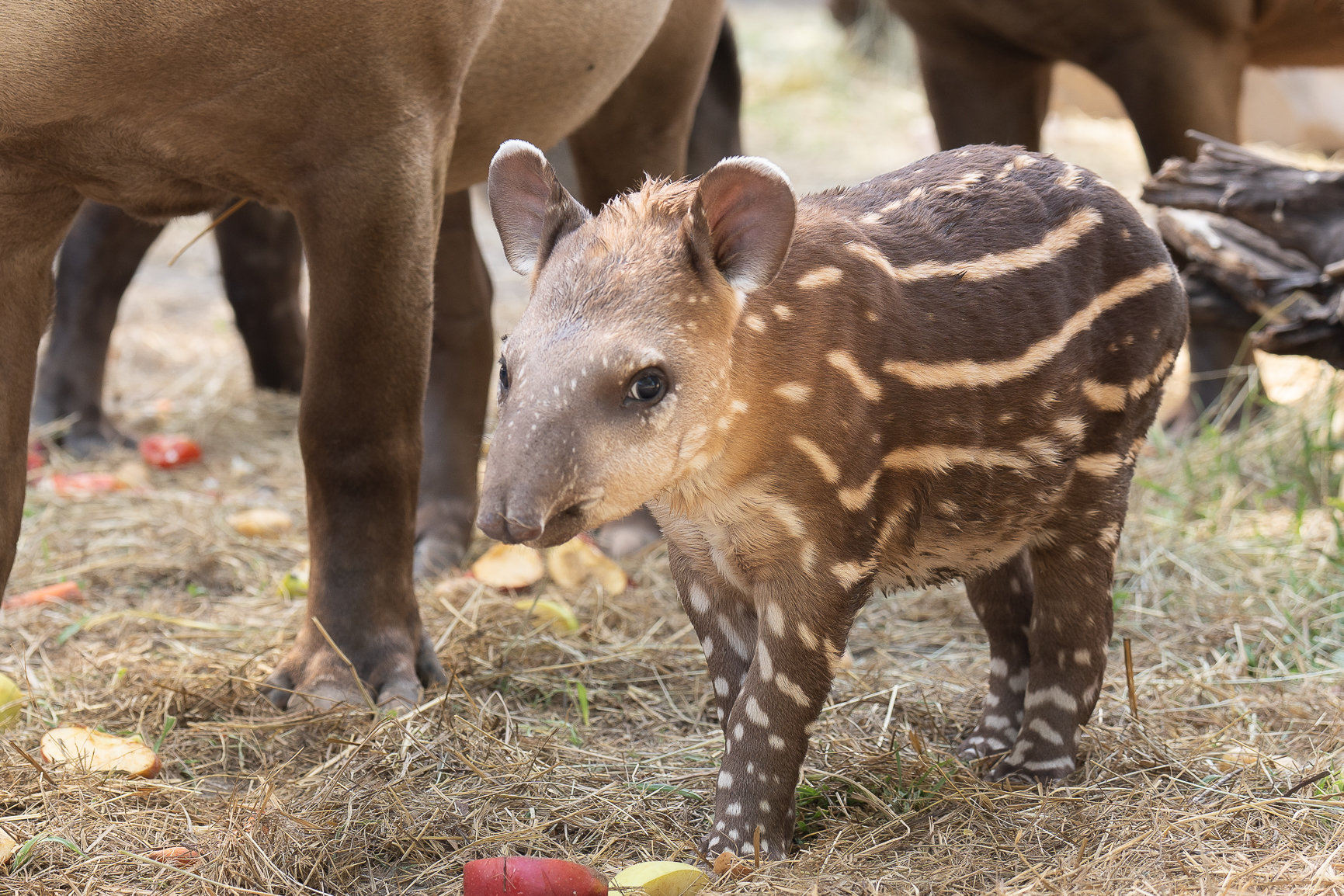 Ismét tapírbébivel gyarapodott a Zoo Debrecen