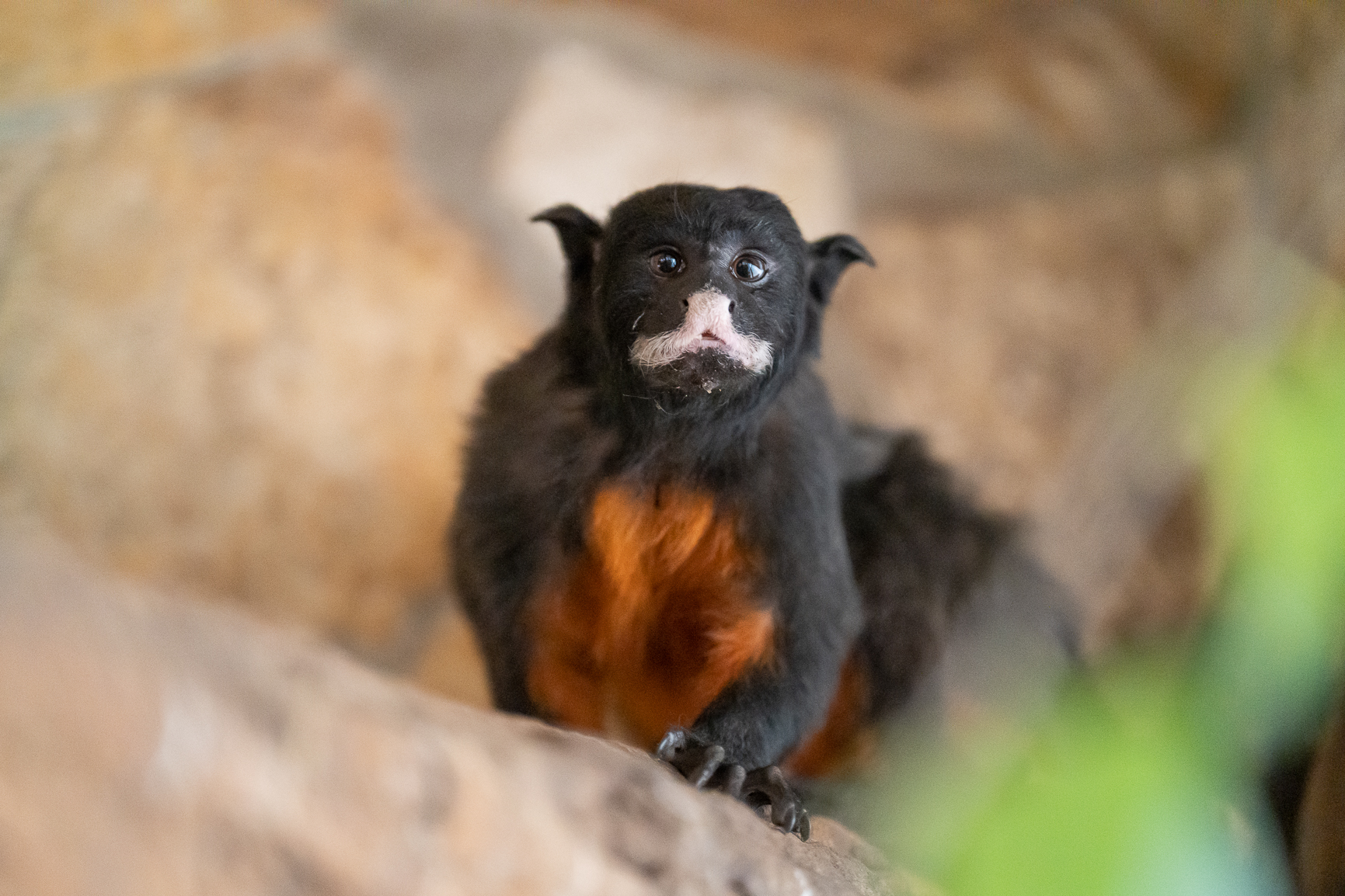 Színpompás újvilági majomfaj tért vissza a Zoo Debrecen Trópusi házába