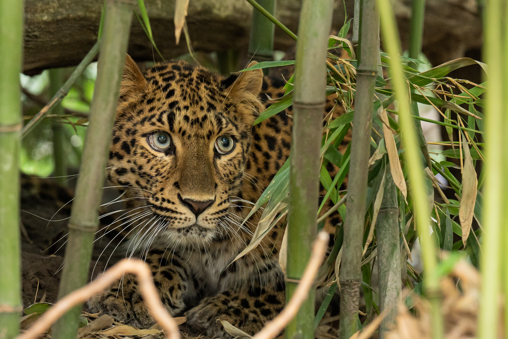 Leopárdnászra készül a Zoo Debrecen, megérkezett Coolio párja, Jilin